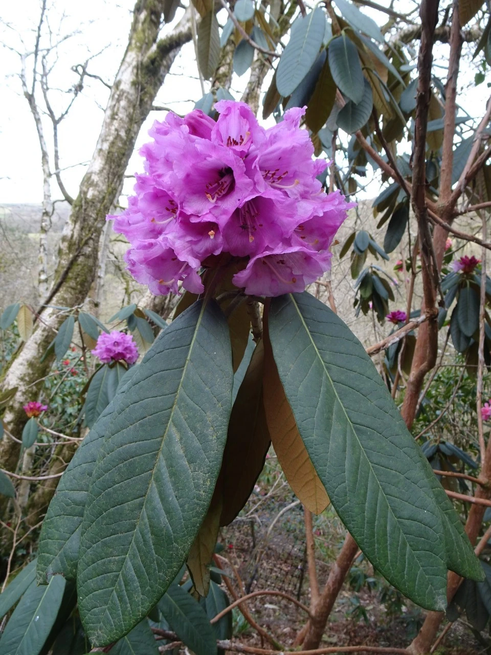 'Colonel Rogers'